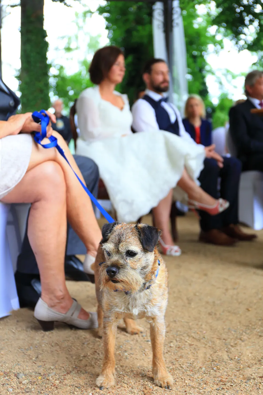 Hund im Vordergrund und Brautpaar im Hintergrund